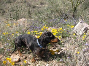 Mozart in between poppies