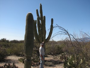 Elf owl in Saguaro outside Desert Trails