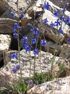 Larkspur