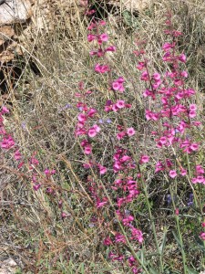 Penstemon