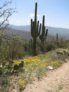 Saguaros and poppies