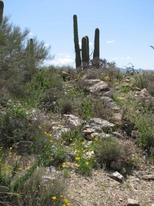 Desert in bloom
