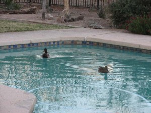 ducks in pool