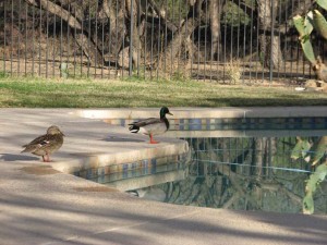 IMG_4941a ducks in the sun