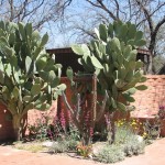 cactus1a