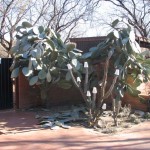 cactus1b