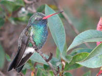 humming bird